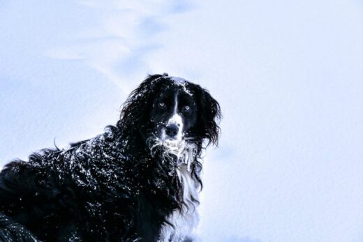 50951979_2196000070654910_8966789853073113088_o