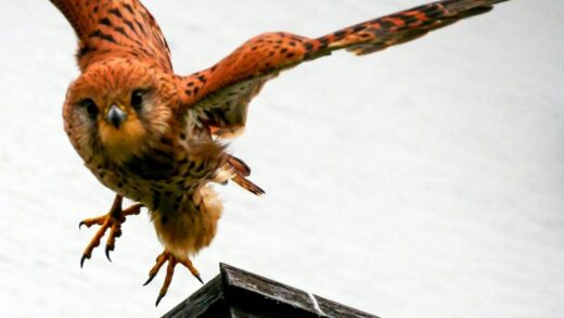 68302424_2326066140981635_4743774198562816_o